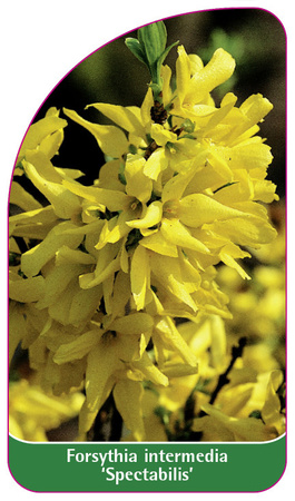 Forsythia intermedia 'Spectabilis'