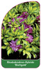 Rhododendron-Hybride 'Blattgold'