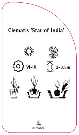 Clematis 'Star of India'