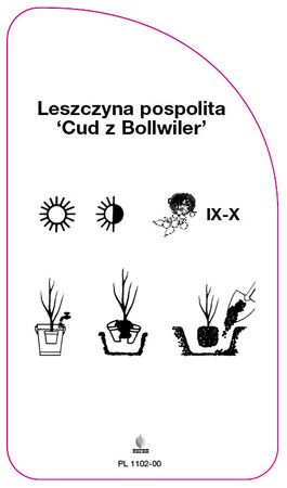 Leszczyna pospolita 'Cud z Bollwiler'