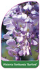 Wisteria floribunda 'Burford'