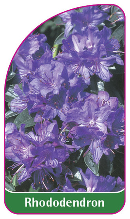 Rhododendron