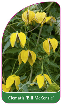 Clematis 'Bill McKenzie'