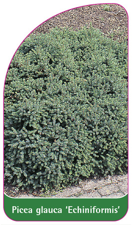 Picea glauca 'Echiniformis'