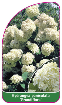 Hydrangea paniculata 'Grandiflora'