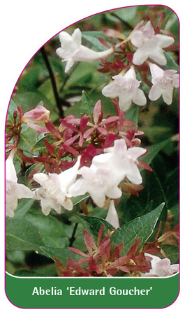 Abelia 'Edward Goucher'