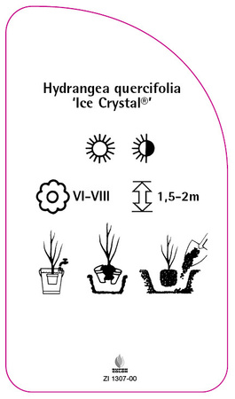Hydrangea quercifolia 'Ice Crystal'