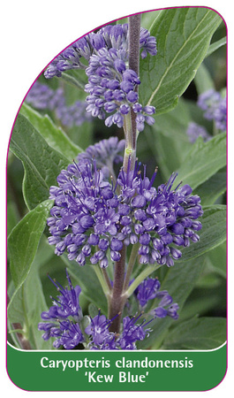 Caryopteris clandonensis 'Kew Blue'