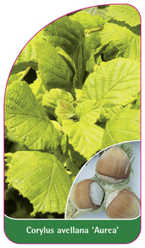 Corylus avellana 'Aurea'