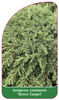 Juniperus communis 'Green Carpet'