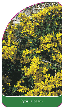 Cytisus beanii