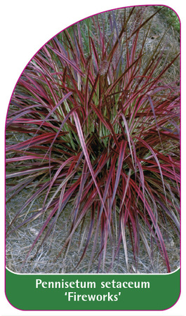 Pennisetum setaceum 'Fireworks'