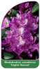 Rhododendron catawbiense 'English Roseum'