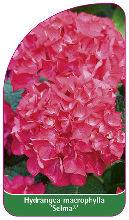 Hydrangea macrophylla 'Selma'