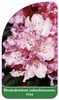 Rhododendron yakushimanum, rosa