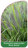 Pennisetum alopecuroides 'Black Beauty'
