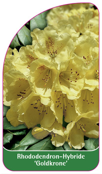 Rhododendron-Hybride 'Goldkrone'