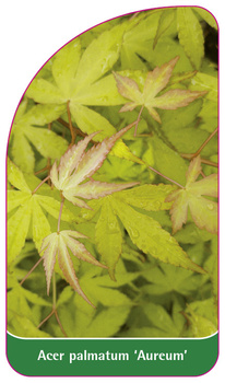 Acer palmatum 'Aureum'