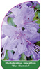 Rhododendron impeditum 'Blue Diamond'