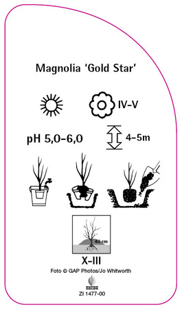 Magnolia 'Gold Star'