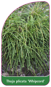 Thuja 'Whipcord'