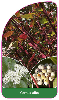 Cornus alba