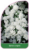 Spiraea arguta