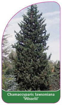 Chamaecyparis lawsoniana 'Wisselii'