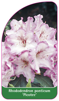Rhododendron ponticum 'Picotee'