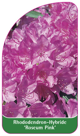 Rhododendron-Hybride 'Roseum Pink'