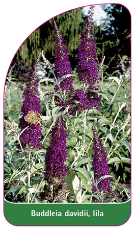 Buddleia davidii, lila