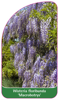 Wisteria floribunda 'Macrobotrys'