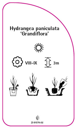 Hydrangea paniculata 'Grandiflora'