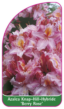 Azalka Knap-Hill-Gybride 'Berry Rose'