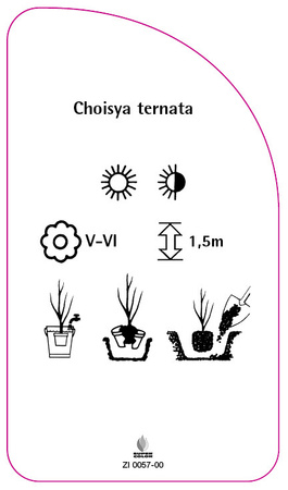 Choisya ternata