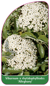 Viburnum x rhytidophylliodes 'Alleghany'