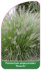 Pennisetum alopecuroides 'Hameln'