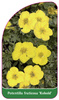 Potentilla fruticosa 'Kobold'