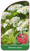 Viburnum opulus