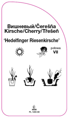 Czereśnia 'Hedelfinger Riesenkirsche'