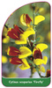 Cytisus scoparius 'Firefly'