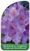 Rhododendron catawbiense 'Purpureum Grandiflorum'