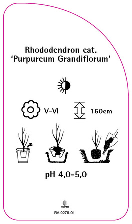 Rhododendron catawbiense 'Purpureum Grandiflorum'