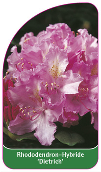 Rhododendron-Hybride 'Dietrich'