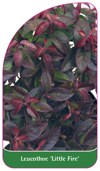 Leucothoe 'Little Fire'