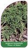 Juniperus horizontalis "Prințul de Wales