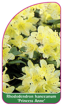 Rhododendron hanceanum 'Princess Anne'