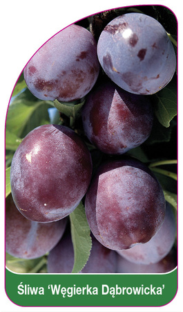 Śliwa 'Węgierka Dabrowicka'