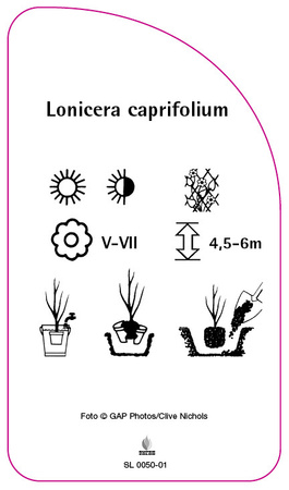 Lonicera caprifolium