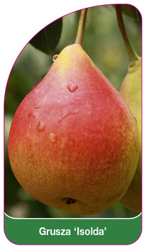 Grusza 'Isolda'